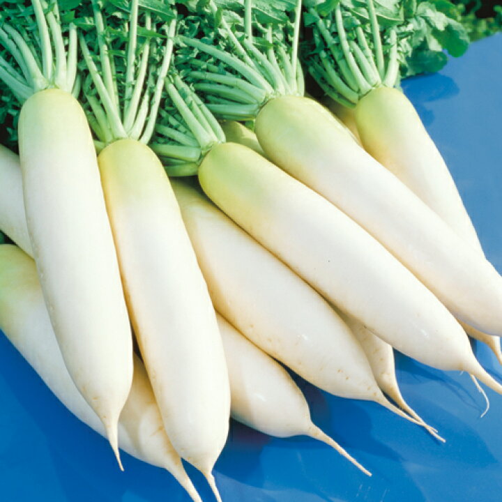 タキイ種苗 野菜 種子 ダイコン(大根) 耐病総太り(R) タネのタキイ ダイコン:青首ダイコン(大根) 耐病総太り 野菜タネ