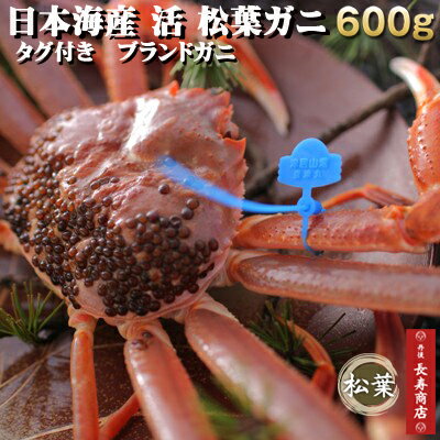 【松葉ガニ生】【松葉がに】【松葉かに】【松葉蟹】】【ズワイガニ】【ズワイ】【津居山かに】【津居山漁港】【津居山蟹】【津居山カニ】【城崎カニ】【兵庫津居山】【津居山がに】【ブランドガニ】】