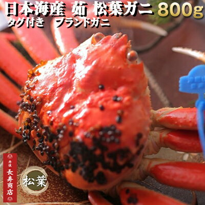 【松葉ガニ】【ブランドガ二】【松葉がに】【松葉かに】【松葉蟹】【ズワイガニ】【ズワイ】【津居山かに】【津居山漁港】【津居山蟹】【津居山カニ】【城崎カニ】【兵庫津居山】【津居山がに【smtb-k】【ky】