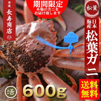 【松葉ガニ生】【松葉がに】【松葉かに】【松葉蟹】】【ズワイガニ】【ズワイ】【津居山かに】【津居山漁港】【津居山蟹】【津居山カニ】【城崎カニ】【兵庫津居山】【津居山がに】【ブランドガニ】