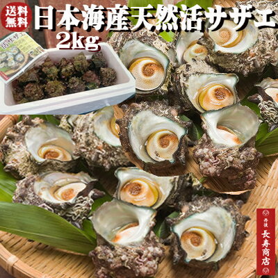 【天然サザエ】天然活サザエ2kg【約20個】【日本海産】【クール冷蔵便】【新鮮サザエ】【バーベキュー】【サザエ壺焼き】【サザエ刺身】【御中元】【生きたまま梱包】