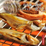 敬老の日贈り物★日本海産 ハタハタ一夜干し50g【8枚】＜冷凍＞干物ハタハタ・大サイズ【丹後 干物セット…