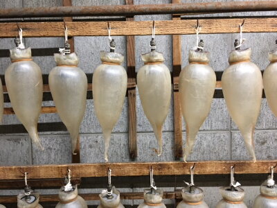 徳利いか【宮津・鞍岡商店】するめいか【丹後の珍味】【父の日ギフトに】お酒がすすむ珍味♪【するめ】【するめイカ】【いか徳利】【イカ徳利】【スルメイカ】【酒の肴】【酒びたし】