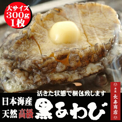 楽天市場 日本海産 天然黒あわび 大1枚 300ｇ 活アワビ 夏限定 新鮮アワビ 活きている状態で発送致します 大サイズ 高級品 天然あわび 活きあわび 黒鮑 黒アワビ 黒あわび 丹後長寿商店 スイーツ 米 蟹