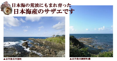 サザエ京都丹後産生・さざえ・サザエ