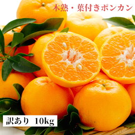 訳あり　木熟ポンカン　10kg　サイズお任せ【送料無料・一部地域除く】