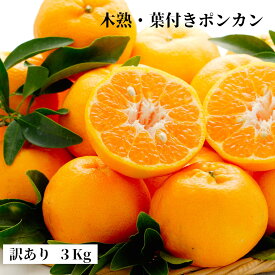 訳あり　木熟ポンカン　3kg　2,980円