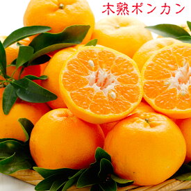 木熟葉付きポンカン　10kg　2L～Lサイズ【ギフトに！】