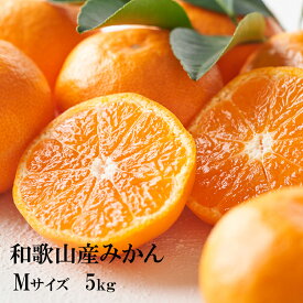 ギュッと味が濃縮　本場紀州和歌山みかん 　Mサイズ　5kg【送料無料】