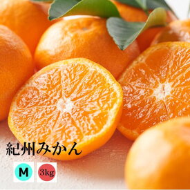 【ご予約品】ギュッと味が濃縮　本場紀州和歌山みかん 　Mサイズ　【送料無料・一部地域除く】
