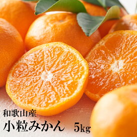 ギュッと旨味が凝縮！紀州和歌山小粒みかん　5kg