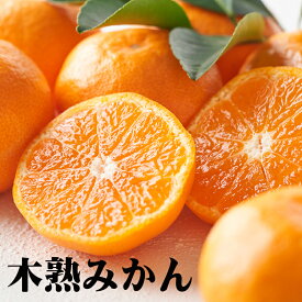 ギュッと味が濃縮　本場紀州の木熟　小粒みかん 　3kg　4,800円