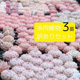 多肉植物 エケベリア 訳あり3苗セット 輸入多肉植物 韓国苗 エケベリア交配種など 抜き苗 カット苗 寄せ植えにも