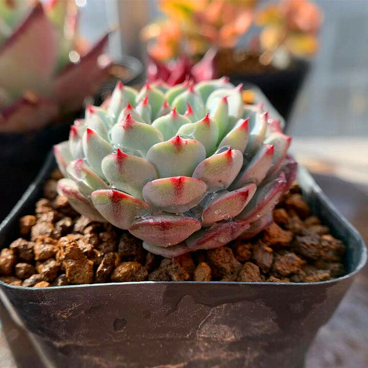 楽天市場】農園直売 多肉植物 寄せ植え エケベリア属 ブルーミニマ  