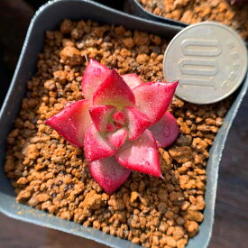 楽天市場 多肉植物 赤の通販 楽天市場 多肉植物 赤の通販