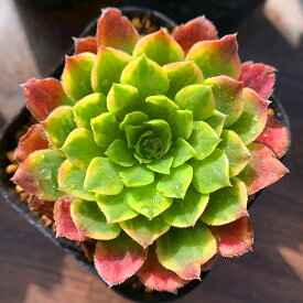楽天市場 アエオニウム 花 観葉植物 花 ガーデン Diy の通販