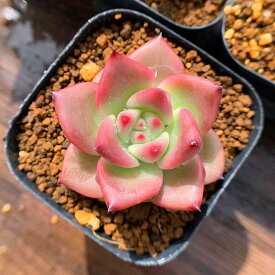 楽天市場 ピンク 観葉植物 花 観葉植物 花 ガーデン Diyの通販 楽天市場 ピンク 観葉植物 花 観葉植物 花 ガーデン Diyの通販