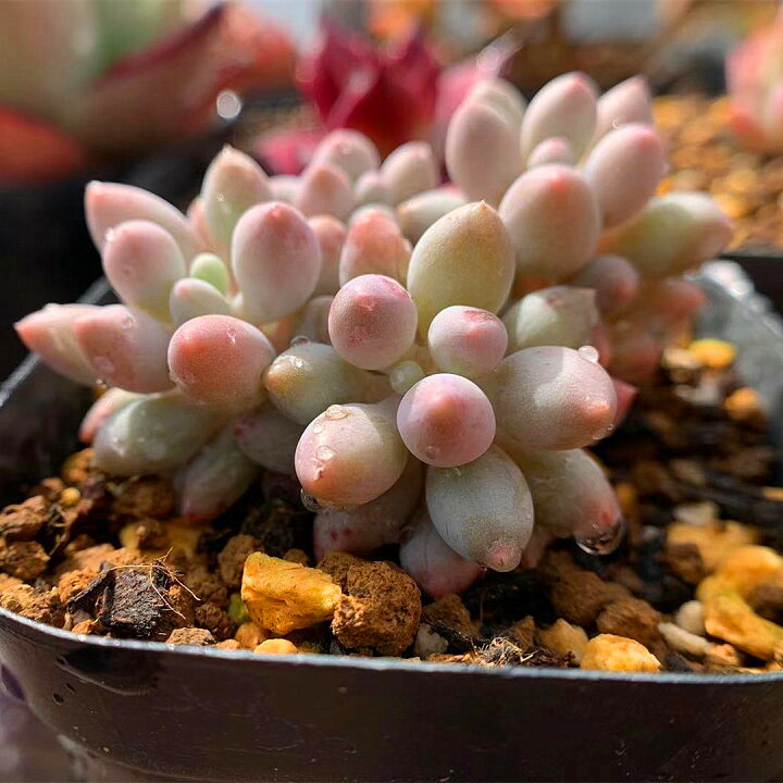 195円 22モデル 農園直売 多肉植物 寄せ植え パキフィツム属 オレンジスノーボール ミニ