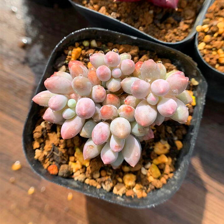 農園直売 多肉植物 寄せ植え パキフィツム属 オレンジスノーボール ミニ 抜き苗 観葉植物 インテリア 21春夏新作