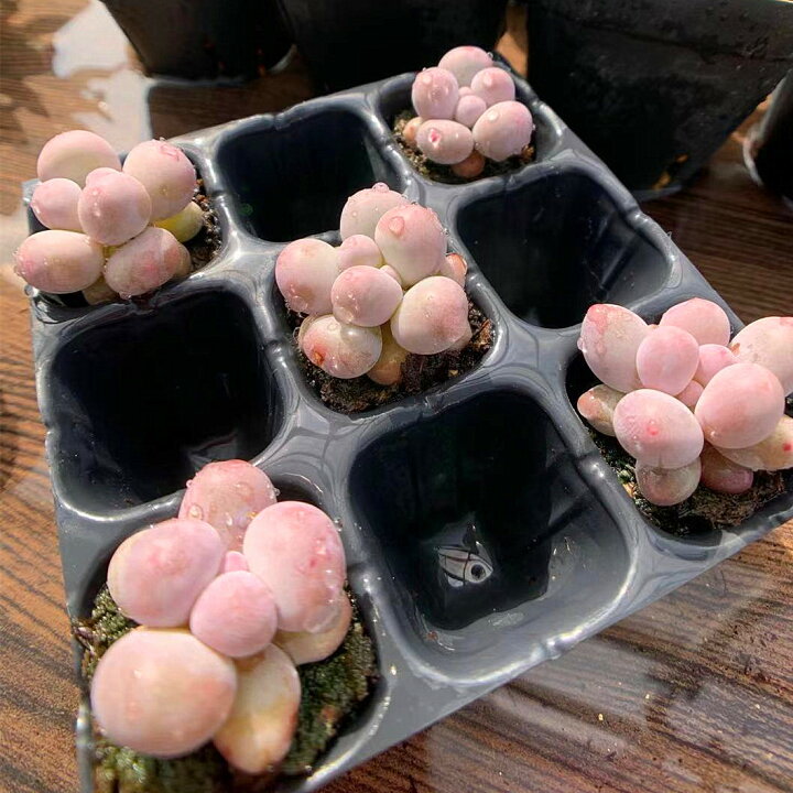 楽天市場 農園直売 多肉植物 寄せ植え パキフィツム属 オレンジスノーボール ミニ １株 抜き苗 観葉植物 インテリア 多肉専門verve
