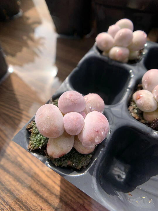 楽天市場 農園直売 多肉植物 寄せ植え パキフィツム属 オレンジスノーボール ミニ １株 抜き苗 観葉植物 インテリア 多肉専門verve