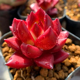 楽天市場 多肉植物 赤の通販