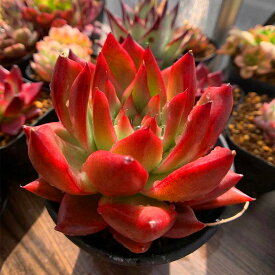 楽天市場 多肉植物 赤の通販