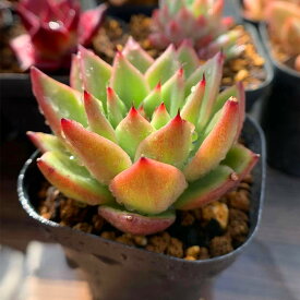 楽天市場 クリスマス 観葉植物 花 観葉植物 花 ガーデン Diyの通販