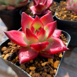 _ A 񂹐A GPxA IrXR[^iVijicjA@c ϗtA CeA