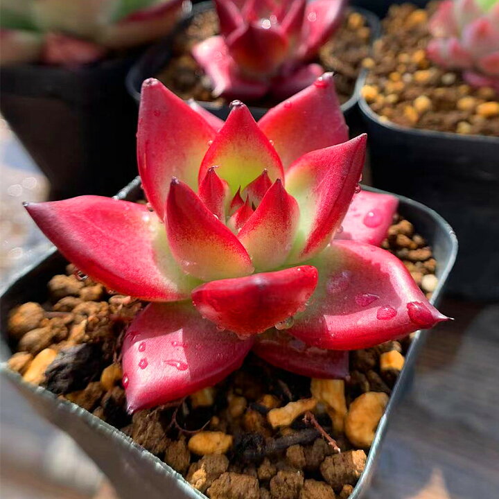 299円 もらって嬉しい出産祝い 農園直売 多肉植物 寄せ植え エケベリア属 ロメオルビン 小