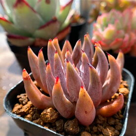 楽天市場 希少 多肉植物の通販