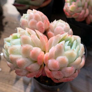 苗 多肉植物 人気の人気商品 通販 価格比較 価格 Com 苗 多肉植物 人気の人気商品 通販 価格比較 価格 Com