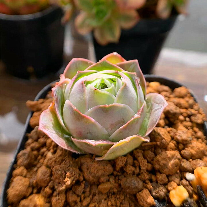 安心の実績 高価 買取 強化中 抜き苗 農園直売 グリノービア属 インテリア 多肉植物