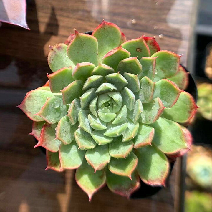 楽天市場 農園直売 多肉植物 寄せ植え エケベリア属 レッドホール 大 抜き苗 観葉植物 インテリア 多肉専門verve 楽天市場 農園直売 多肉植物 寄せ植え エケベリア属 レッドホール 大 抜き苗 観葉植物 インテリア 多肉専門verve