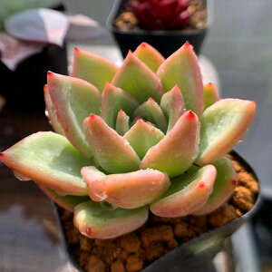 観葉植物 多肉植物 苗の人気商品 通販 価格比較 価格 Com