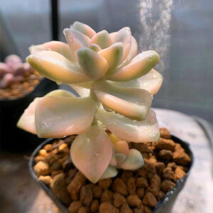 苗 多肉植物 斑入り 観葉植物の人気商品 通販 価格比較 価格 Com