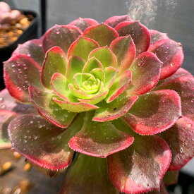 楽天市場 アエオニウム 花 観葉植物 花 ガーデン Diy の通販