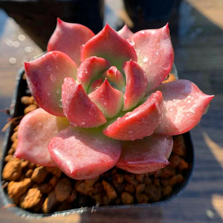 楽天市場 農園直売 多肉植物 寄せ植え エケベリア属 Honey Pink 抜き苗 観葉植物 インテリア 多肉専門verve