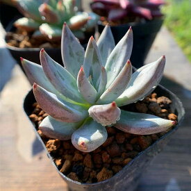 楽天市場 希少 多肉植物の通販