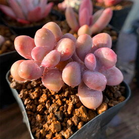 楽天市場 苗 多肉植物の通販