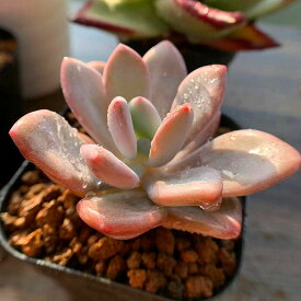 楽天市場 苗 多肉植物の通販