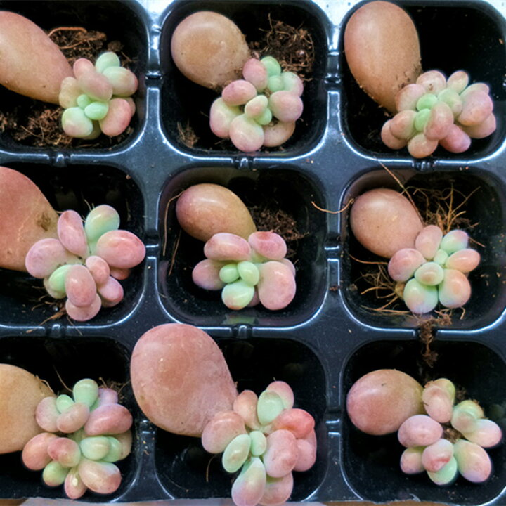 楽天市場】農園直売 多肉植物 寄せ植え 葉挿し 葉 エケベリア属 10枚 