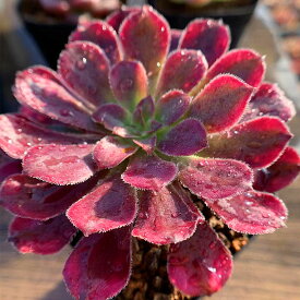 楽天市場 アエオニウム 花 観葉植物 花 ガーデン Diy の通販