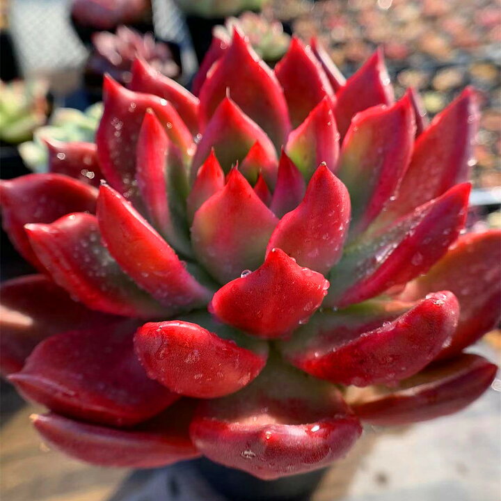 楽天市場 農園直売 多肉植物 寄せ植え エケベリア属 フランクレイネルト 特大 赤 超美苗 超レア 抜き苗 観葉植物 インテリア 多肉専門verve
