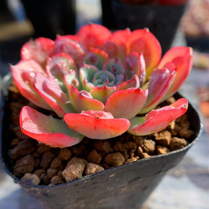 楽天市場 農園直売 多肉植物 観葉植物 エケベリア属 レインドロップ 美苗 人気 抜き苗 インテリア 多肉専門verve 多肉専門verve