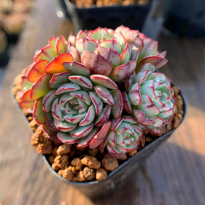 楽天市場 農園直売 多肉植物 寄せ植え エケベリア属 エルエンシノ 美苗 群 抜き苗 観葉植物 インテリア 多肉専門verve