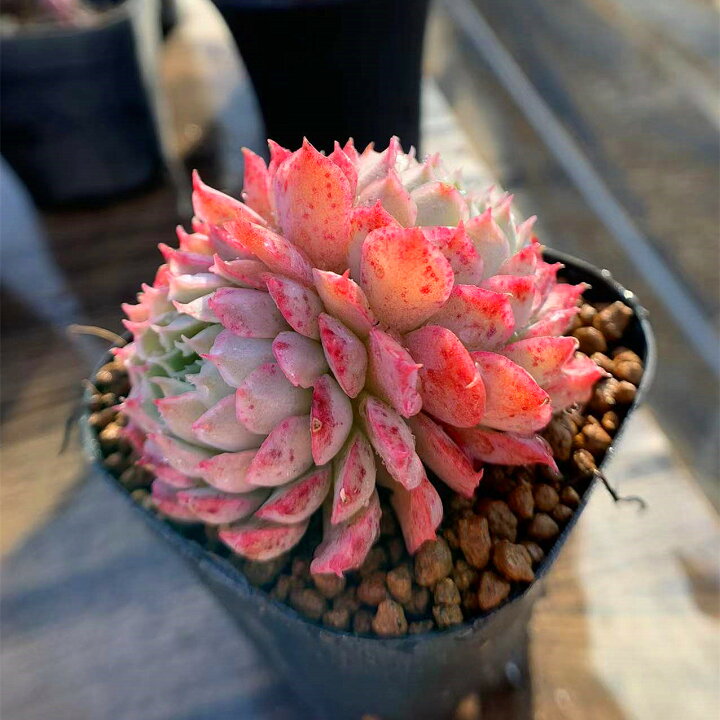 239円 最大43%OFFクーポン 農園直売 多肉植物 寄せ植え エケベリア属 チワワエンシス 239円 最大43%OFFクーポン 農園直売 多肉植物 寄せ植え エケベリア属 チワワエンシス