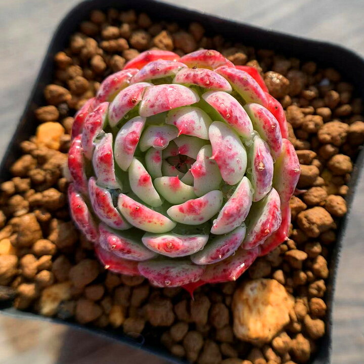 269円 売れ筋新商品 農園直売 多肉植物 寄せ植え エケベリア属 ダークアイス 2頭 抜き苗 観葉植物 インテリア 多肉専門VERVE 269円 売れ筋新商品 農園直売 多肉植物 寄せ植え エケベリア属 ダークアイス 2頭 抜き苗 観葉植物 インテリア 多肉専門VERVE