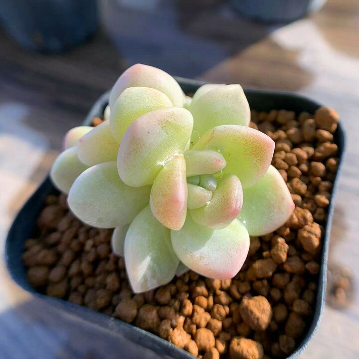 楽天市場 農園直売 多肉植物 寄せ植え エケベリア属 アイスグリーン 抜き苗 観葉植物 インテリア 多肉専門verve 多肉専門verve