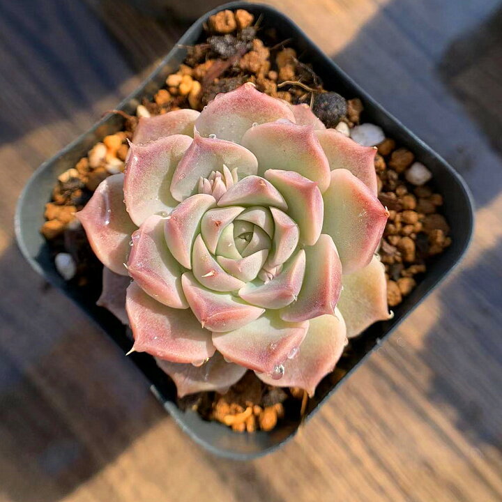 人気絶頂 ピンクチップス 農園直売 エケベリア属 観葉植物 多肉植物 Tips Pink 寄せ植え 人気絶頂 ピンクチップス 農園直売 エケベリア属 観葉植物 多肉植物 Tips Pink 寄せ植え